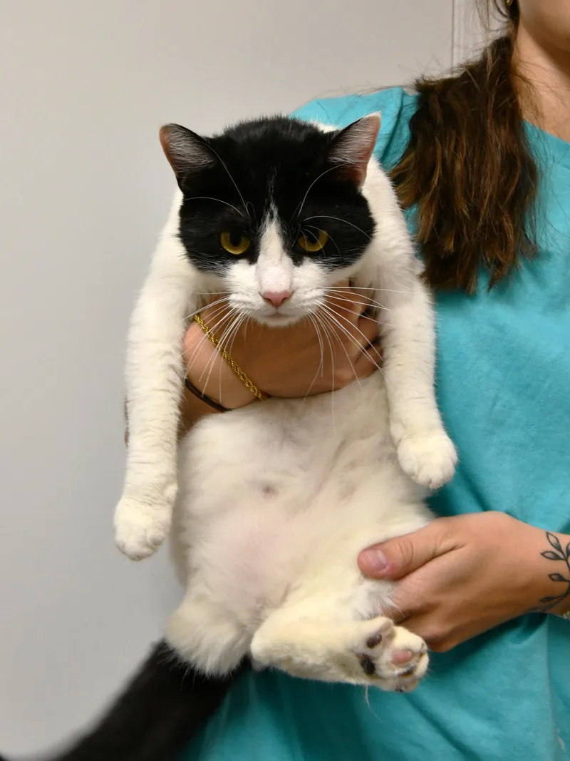 Mavis Moocat thumbnail 2