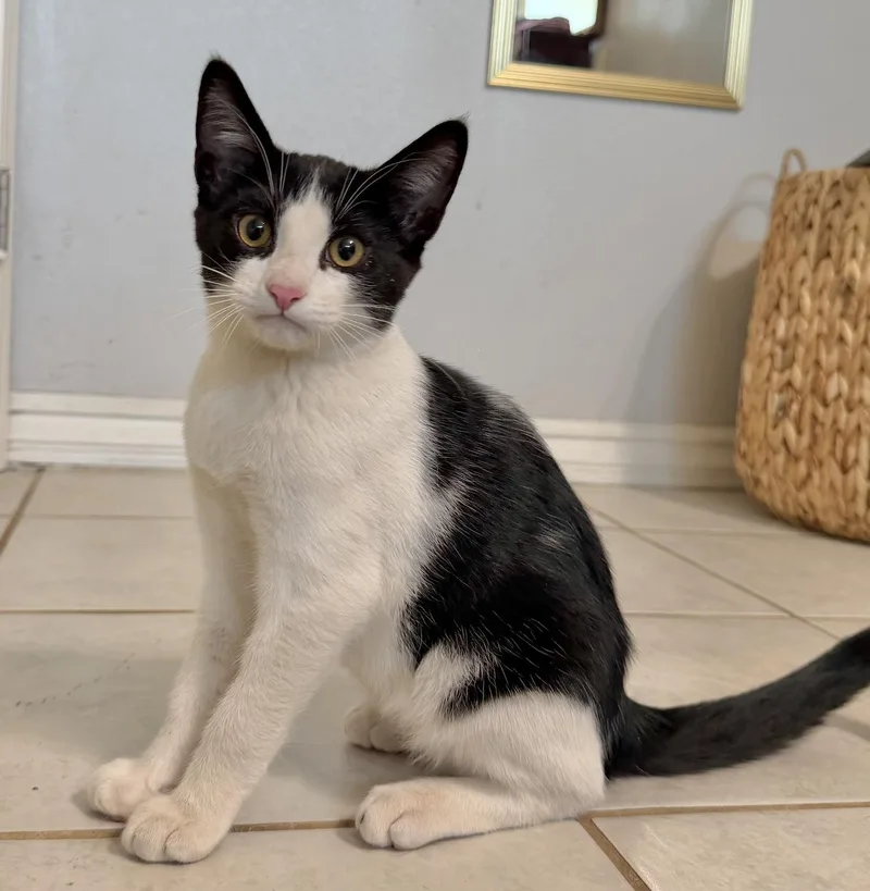 A baby medium-sized male Black & White / Tuxedo Domestic Short Hair cat named Beagle for adoption in Sonora, CA