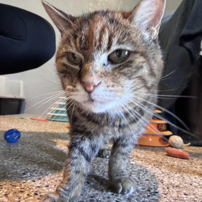 A senior small-sized female Tortoiseshell Domestic Short Hair cat named Betty for adoption in Stagecoach, NV