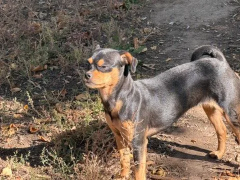 An adult small-sized female Chihuahua dog named Athena for adoption in Fort Collins, CO