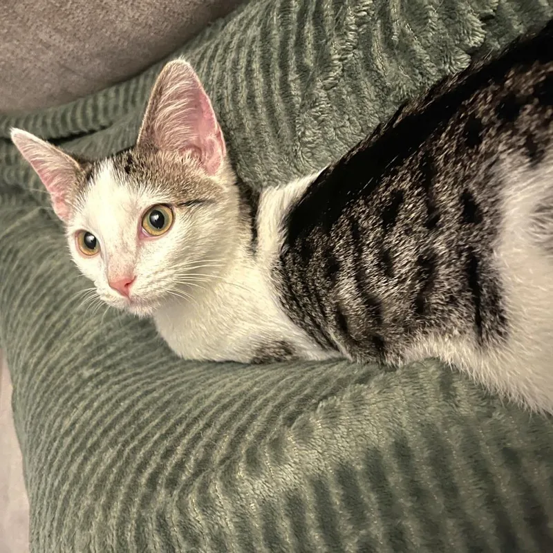 A baby small-sized female White Domestic Short Hair cat named Stella for adoption in Brownsboro, AL