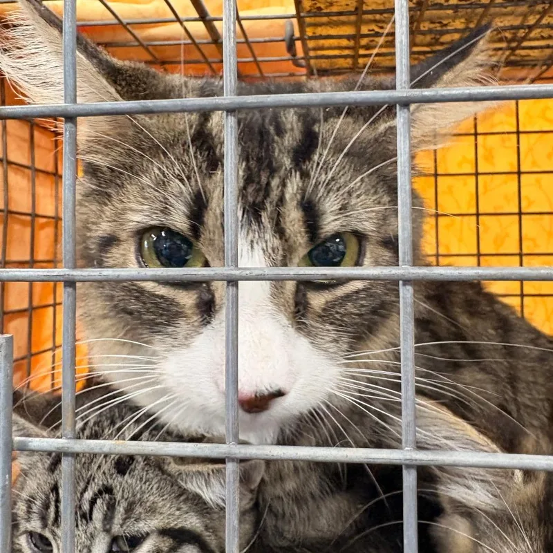 A young medium-sized female Gray / Blue / Silver Domestic Short Hair cat named Mystery for adoption in Newark, NJ