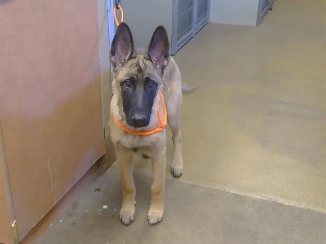 A baby small-sized male Belgian Shepherd / Malinois dog named Misha for adoption in Sacramento, CA