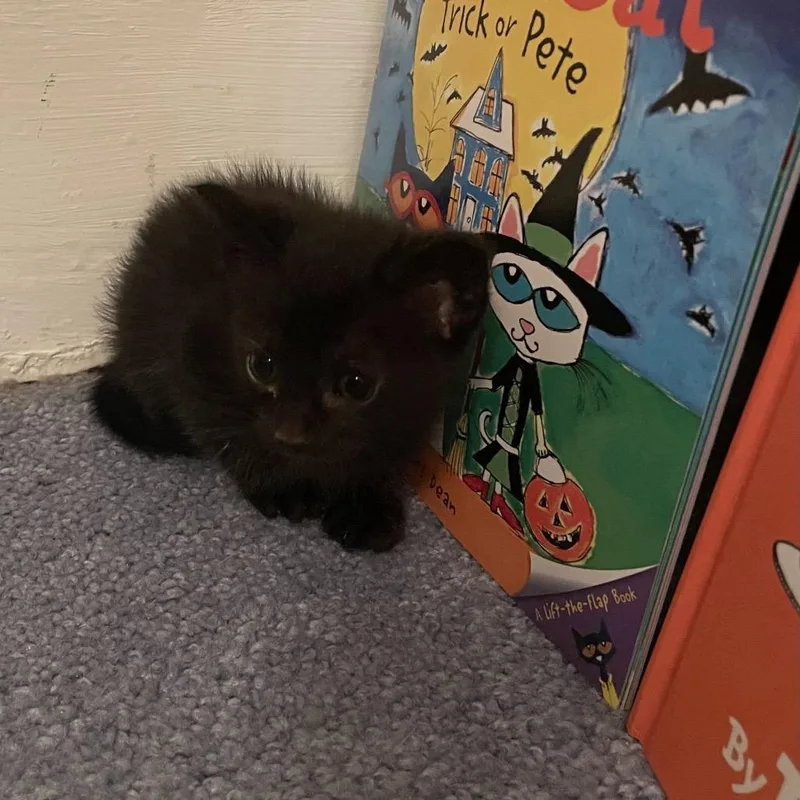 A baby small-sized female Gray / Blue / Silver Domestic Short Hair cat named Birria for adoption in Middle Village, NY