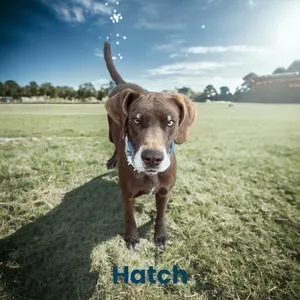 Hatch