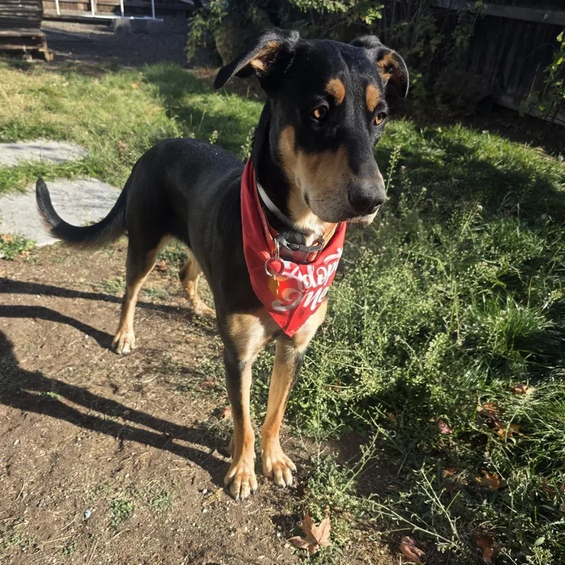 An adult large-sized female Black Rottweiler dog named Betsy for adoption in Bend, OR