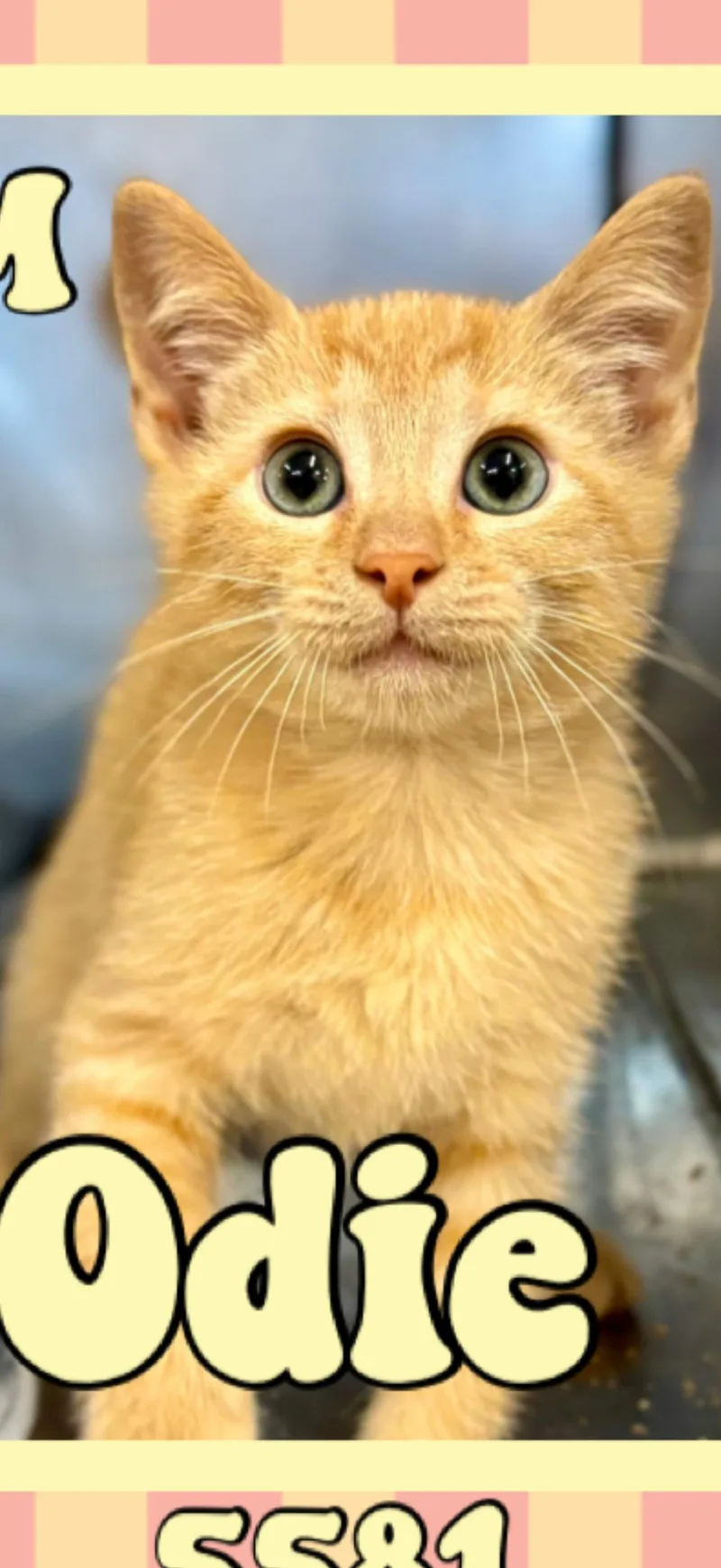A young medium-sized male Tabby (Orange / Red) American Shorthair cat named Odie for adoption in Marvin, NC