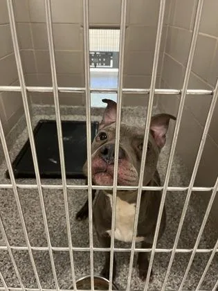 An adult medium-sized male Terrier dog named Juice for adoption in Gastonia, NC