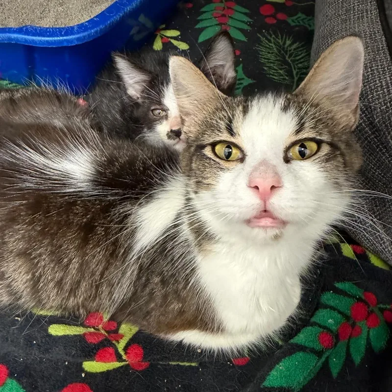 A baby small-sized male Domestic Medium Hair cat named DracUla for adoption in Emporia, KS