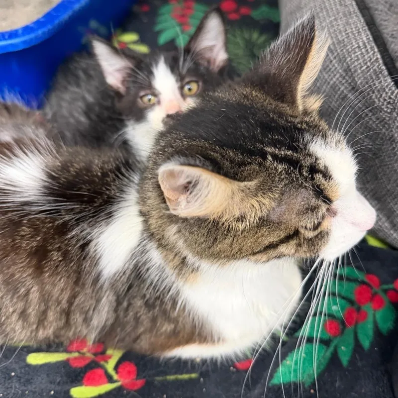 DracUla thumbnail 2