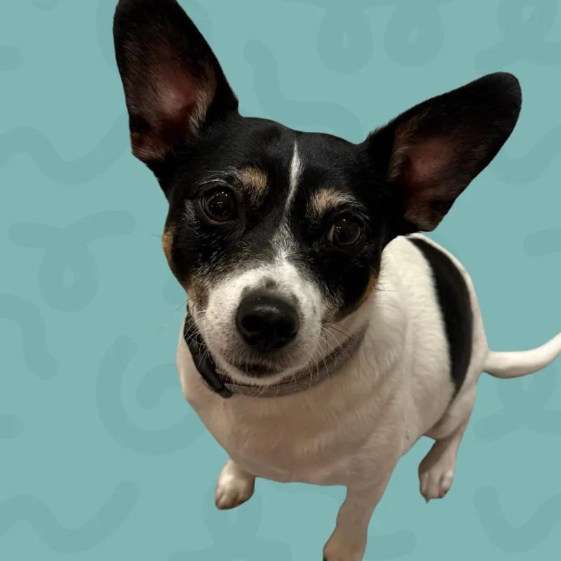 Jethro thumbnail 3