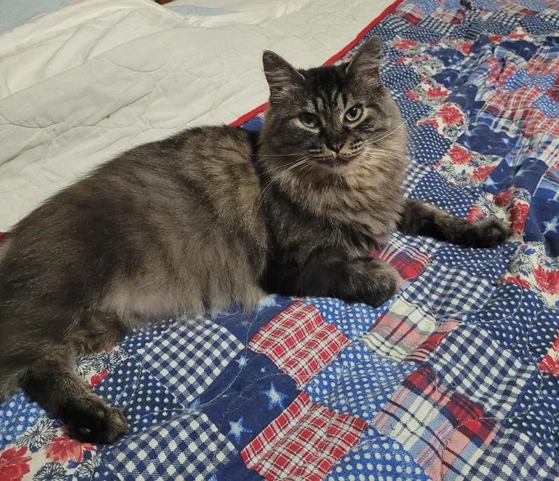 An adult medium-sized female Tabby (Brown / Chocolate) Domestic Long Hair cat named From Street Life To for adoption in Toledo, OR