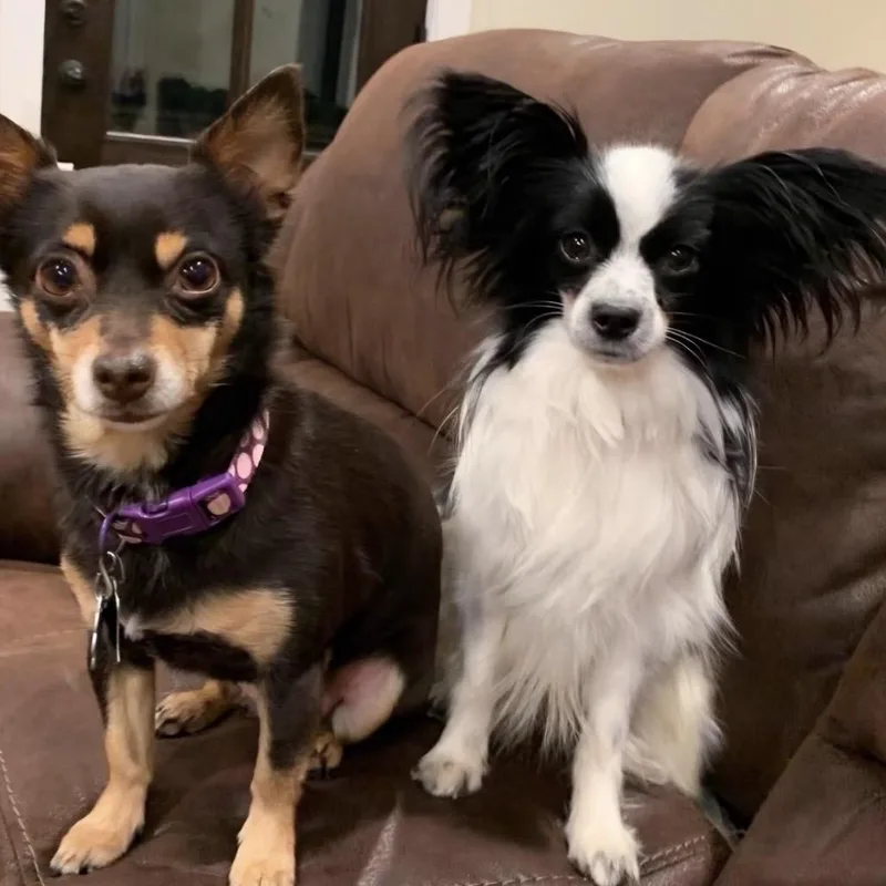 An adult small-sized male Black Papillon dog named Bandit for adoption in Blairsville, GA