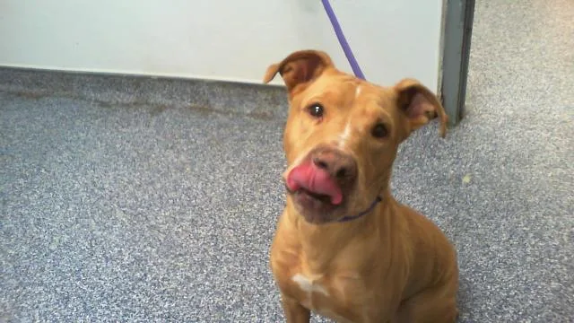 An adult medium-sized female Labrador Retriever dog named Zoee for adoption in Charlotte, NC
