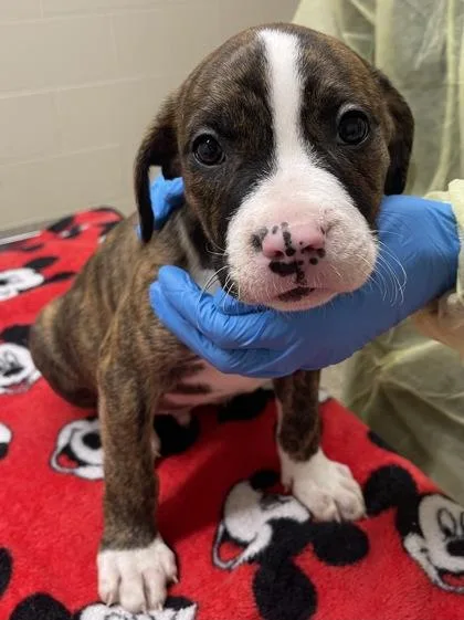 A baby small-sized male Pit Bull Terrier dog named Bogey for adoption in Westland, MI