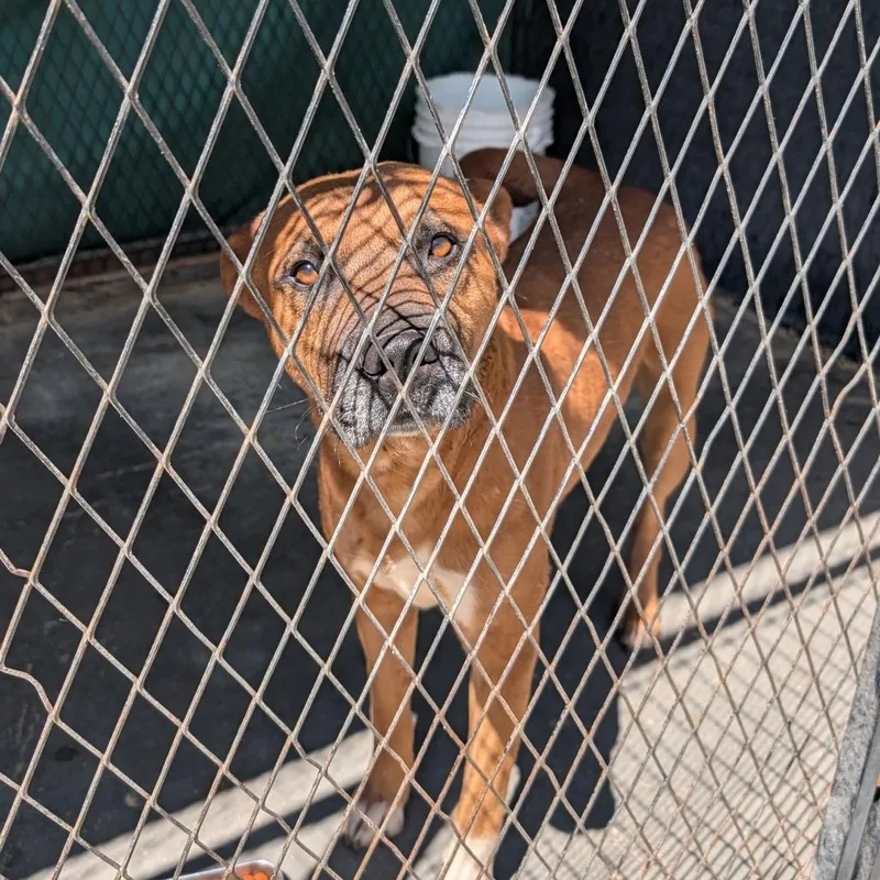 An adult large-sized male Yellow / Tan / Blond / Fawn Pit Bull Terrier dog named Dodger for adoption in Jefferson city, TN