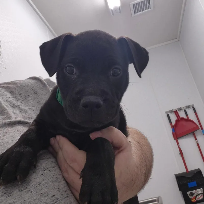Jet
