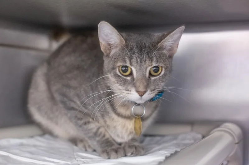 An adult medium-sized female Domestic Short Hair cat named Pixel for adoption in Mountain Home, AR