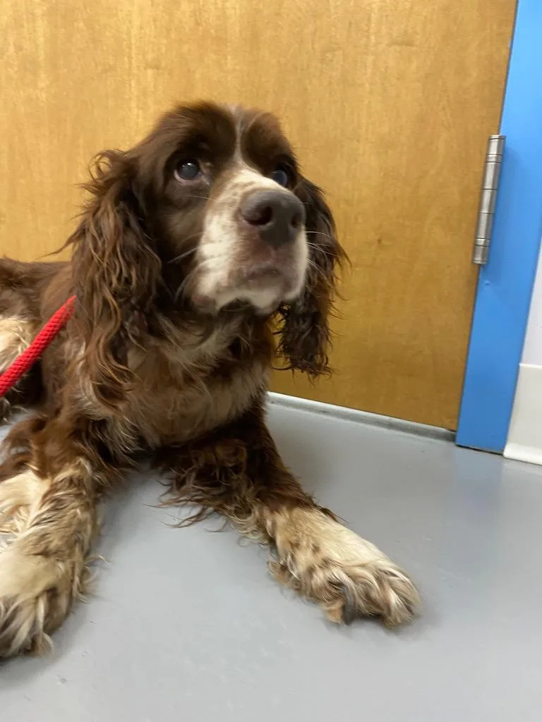 A senior medium-sized male Cocker Spaniel dog named Stabler for adoption in Hartsville, SC