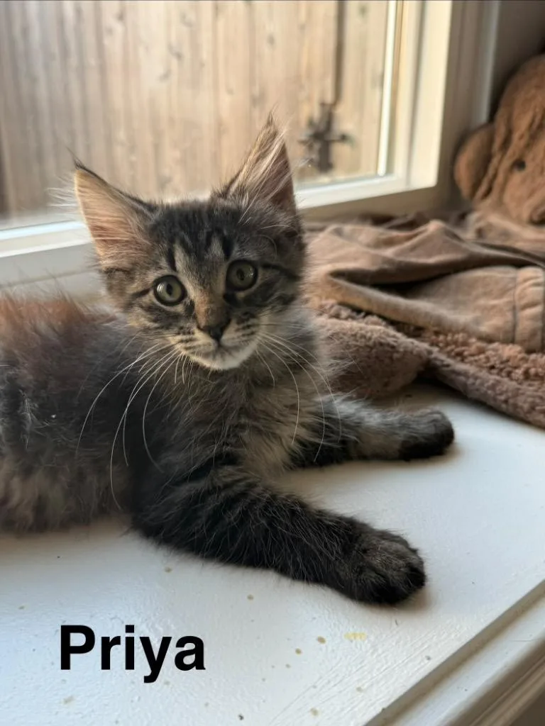 A baby medium-sized female Domestic Medium Hair cat named Priya for adoption in Lewisville, TX