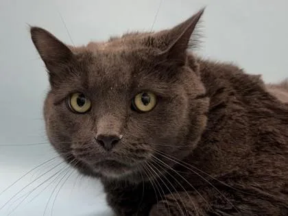 An adult small-sized female Domestic Short Hair cat named Silver for adoption in Woodbury, MN