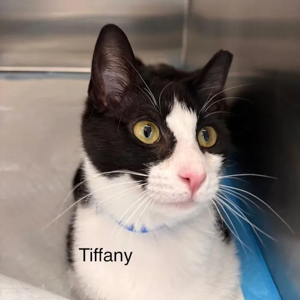 A young medium-sized female Black Domestic Short Hair cat named Tiffany for adoption in New York, NY