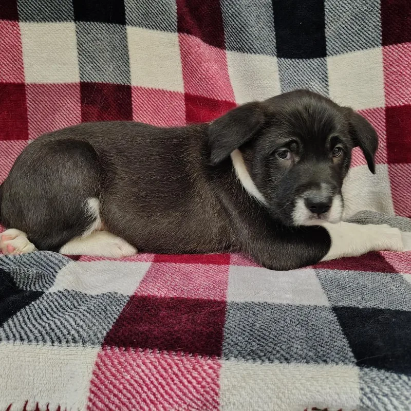 Ziggy