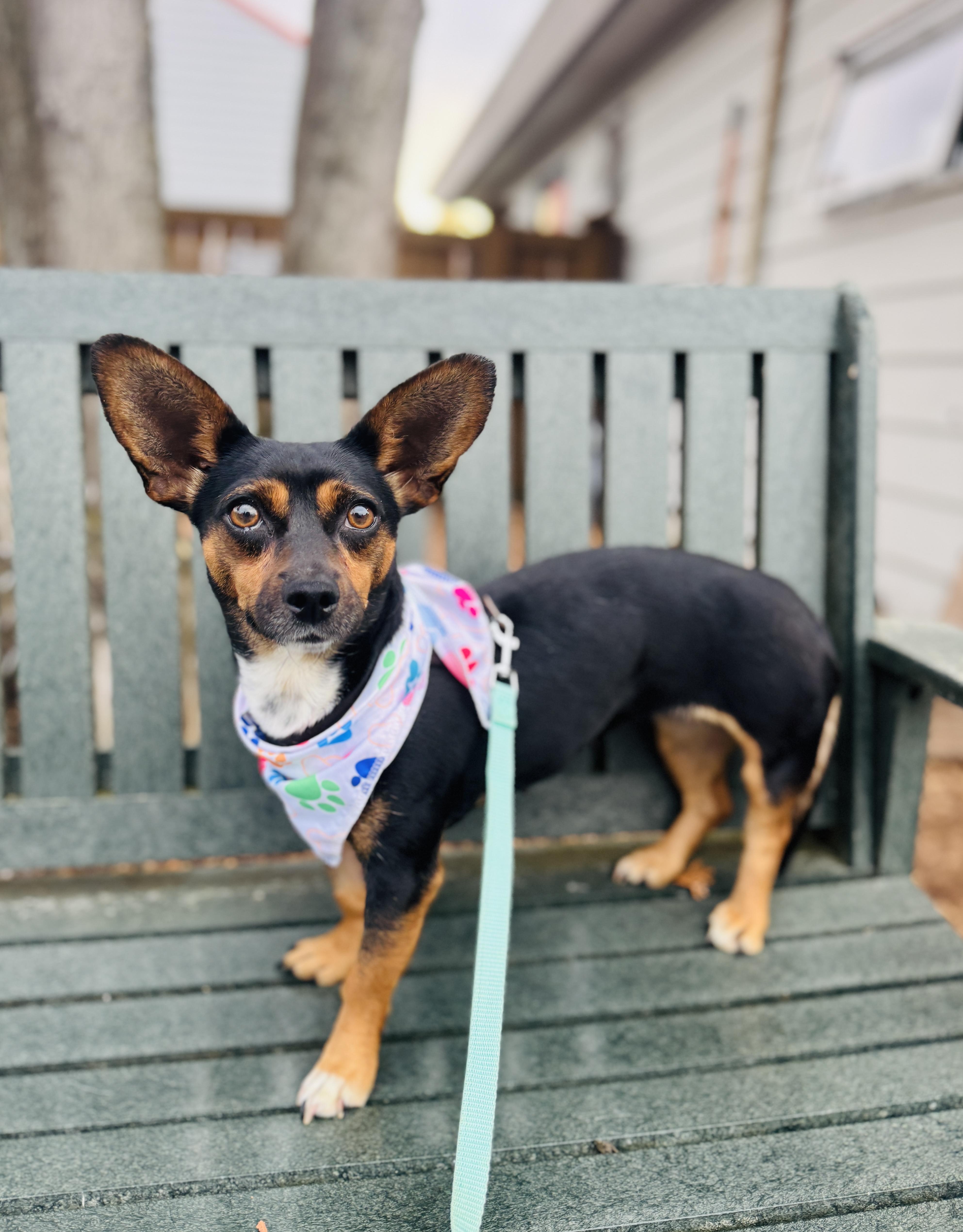 A young small-sized female Black Terrier dog named Lucy for adoption in lynnwood , WA