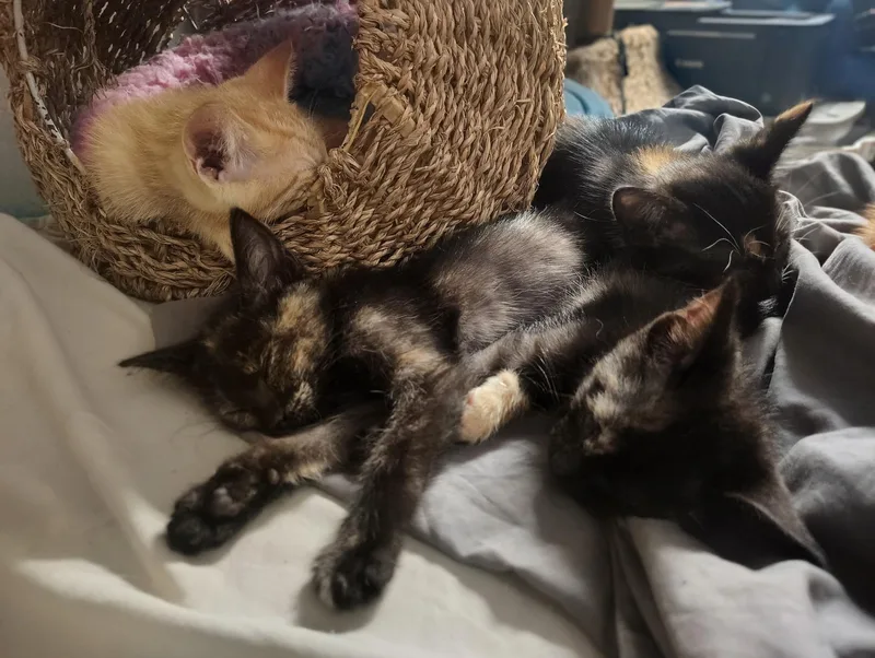 A young medium-sized female Tortoiseshell Domestic Short Hair cat named Tiana for adoption in Lemont, IL