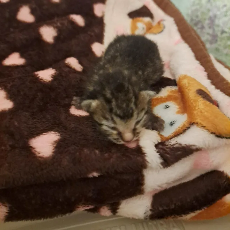 A baby small-sized male Brown / Chocolate Domestic Short Hair cat named Robbie for adoption in Sarasota, FL