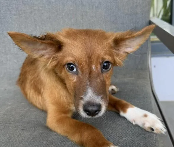 A baby small-sized male Papillon dog named Pup Samuel for adoption in Washington, DC