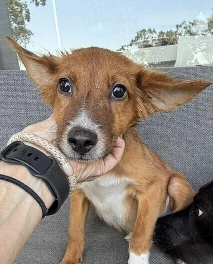 Pup Samuel thumbnail 3