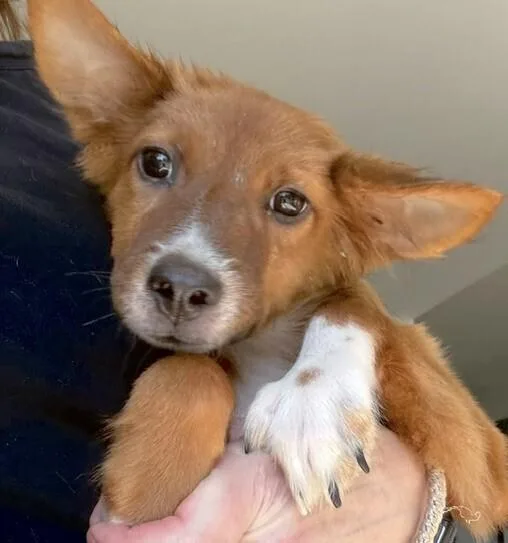 Pup Samuel thumbnail 4