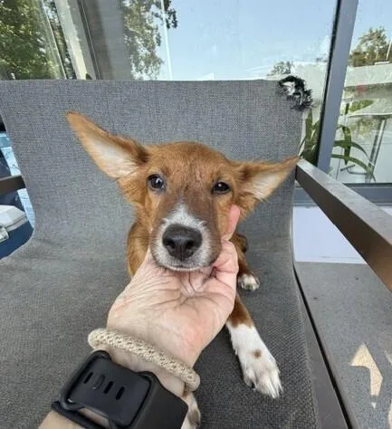 Pup Samuel thumbnail 6