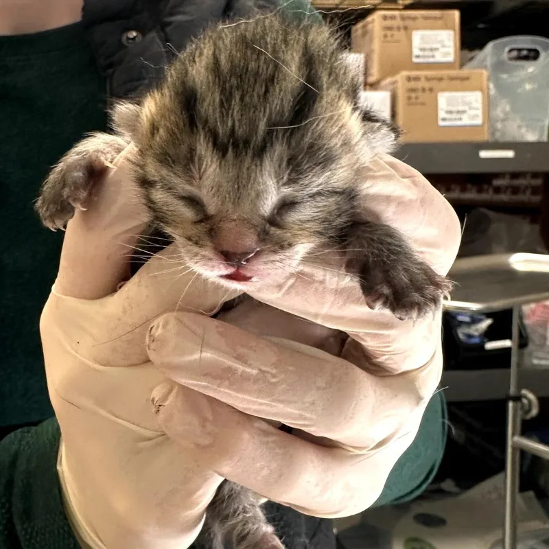 A baby small-sized female Brown / Chocolate Domestic Short Hair cat named Roly Poly for adoption in Houston, TX