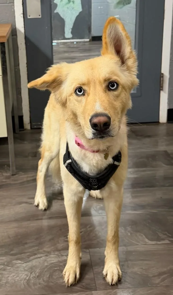 An adult medium-sized female Husky dog named Goldie for adoption in Trenton, NJ