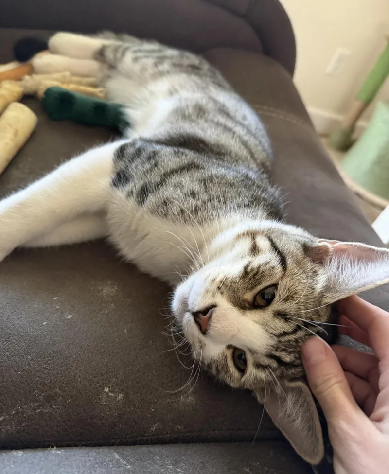 Milo A BigHearted