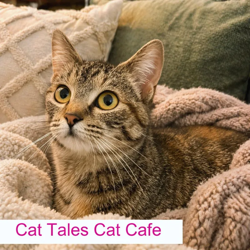 A young medium-sized female Torbie Domestic Short Hair cat named Patchelly for adoption in Chapel Hill, NC