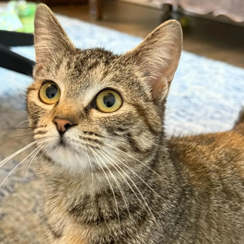 Patchelly thumbnail 2