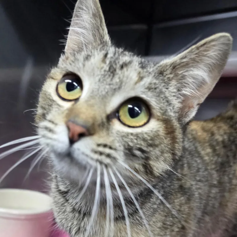 Patchelly thumbnail 3