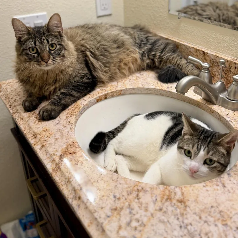 An adult small-sized female Gray / Blue / Silver Domestic Short Hair cat named Ocean for adoption in San Diego, CA