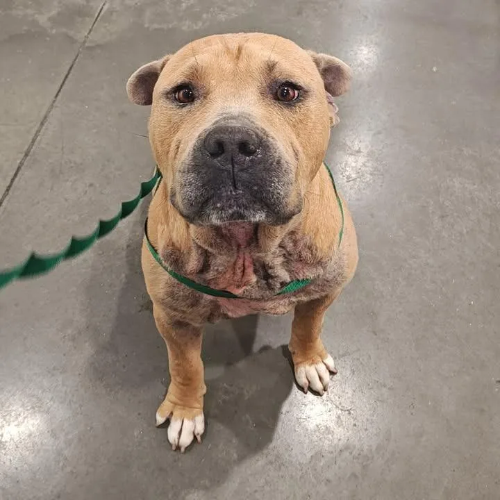 An adult large-sized male Pit Bull Terrier dog named Roscoe for adoption in Springdale, AR