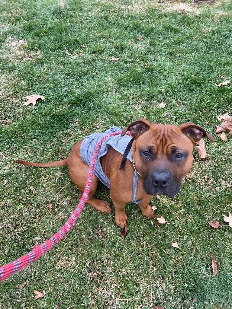 A young medium-sized male Pit Bull Terrier dog named Red for adoption in Bloomington, IN