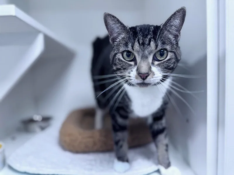 A young medium-sized female Domestic Short Hair cat named Allis for adoption in Satellite Beach, FL