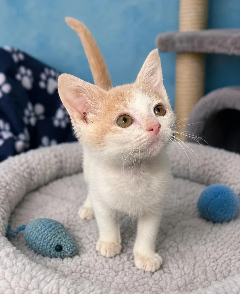 A baby small-sized male Domestic Short Hair cat named Floki Fishbreath for adoption in East Ridge, TN
