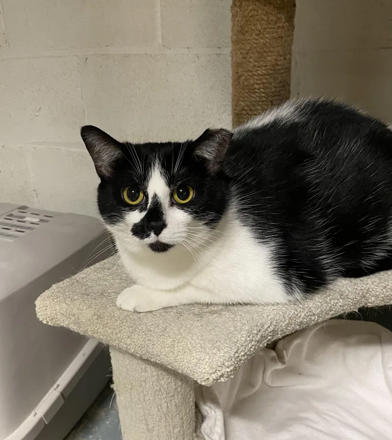 An adult large-sized female Black & White / Tuxedo Domestic Short Hair cat named Minnie for adoption in Independence, OH