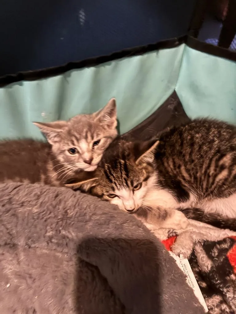 A baby small-sized male American Shorthair cat named Felix for adoption in Hagaman, NY