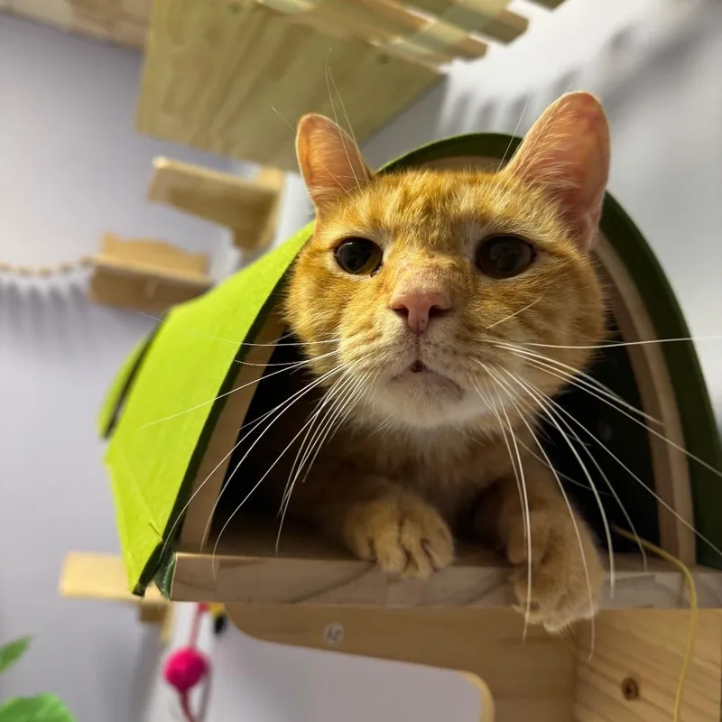 A senior small-sized male Orange / Red Domestic Short Hair cat named Argo for adoption in Springboro, OH