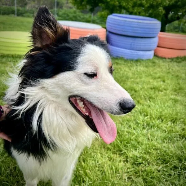 An adult medium-sized male Australian Shepherd dog named Bruce for adoption in Sioux City, IA