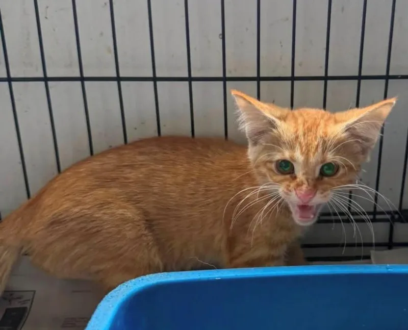 A baby large-sized male Domestic Long Hair cat named Walton for adoption in Louisville, IL